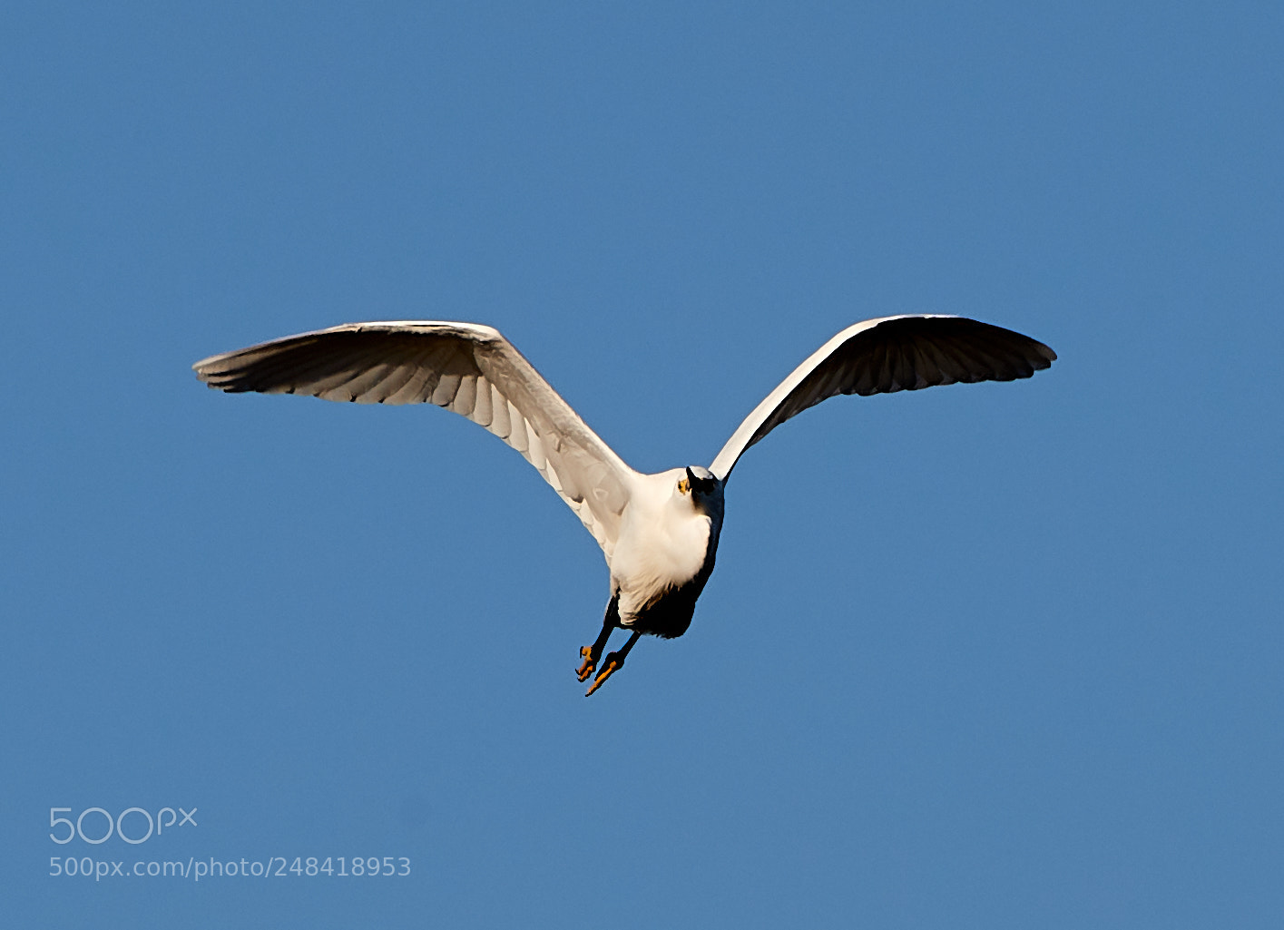 Canon EOS-1D X Mark II sample photo. 03-06-18-0006347.jpg photography