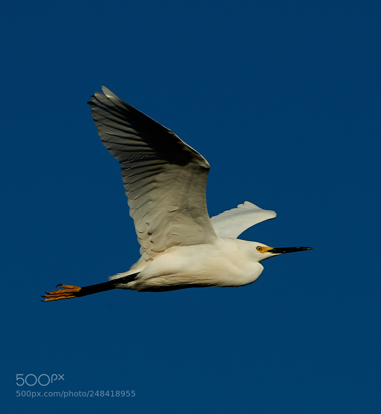 Canon EOS-1D X Mark II sample photo. 03-06-18-0006346.jpg photography