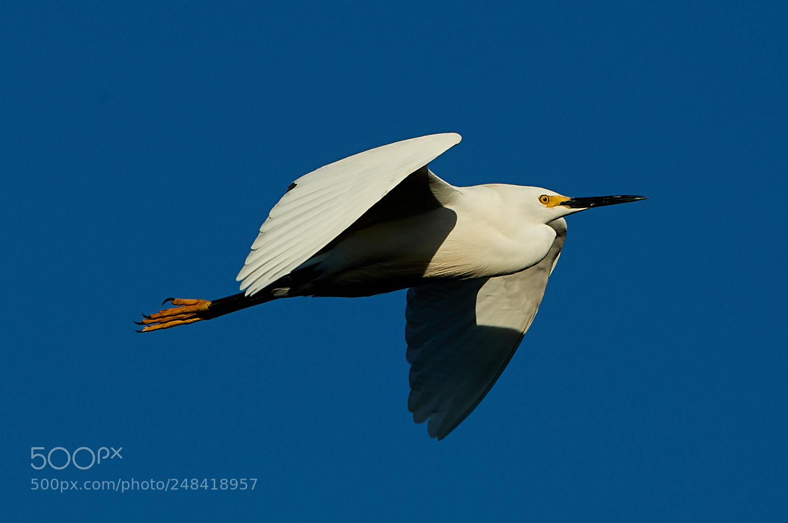 Canon EOS-1D X Mark II sample photo. 03-06-18-0006345.jpg photography