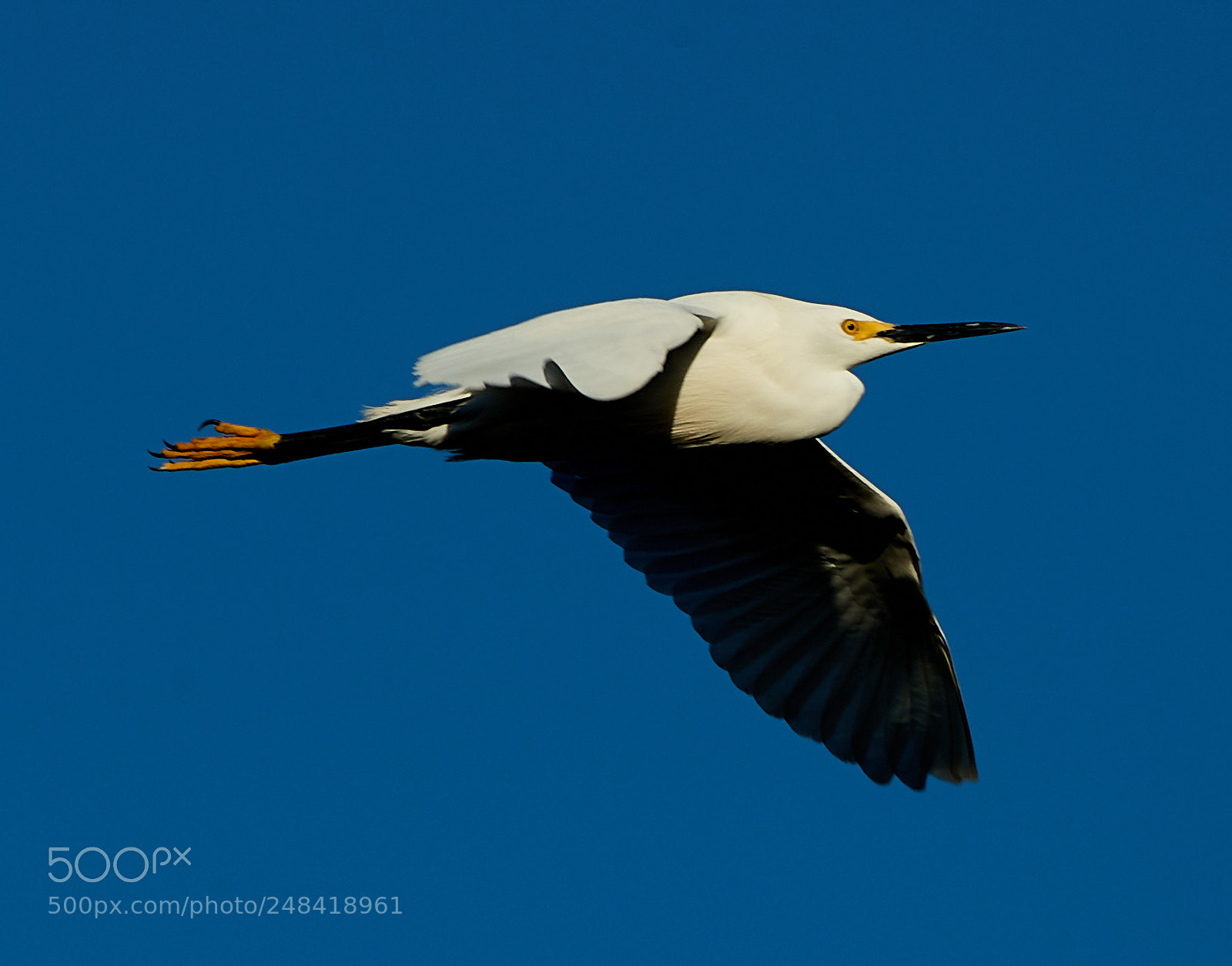 Canon EOS-1D X Mark II sample photo. 03-06-18-0006344.jpg photography
