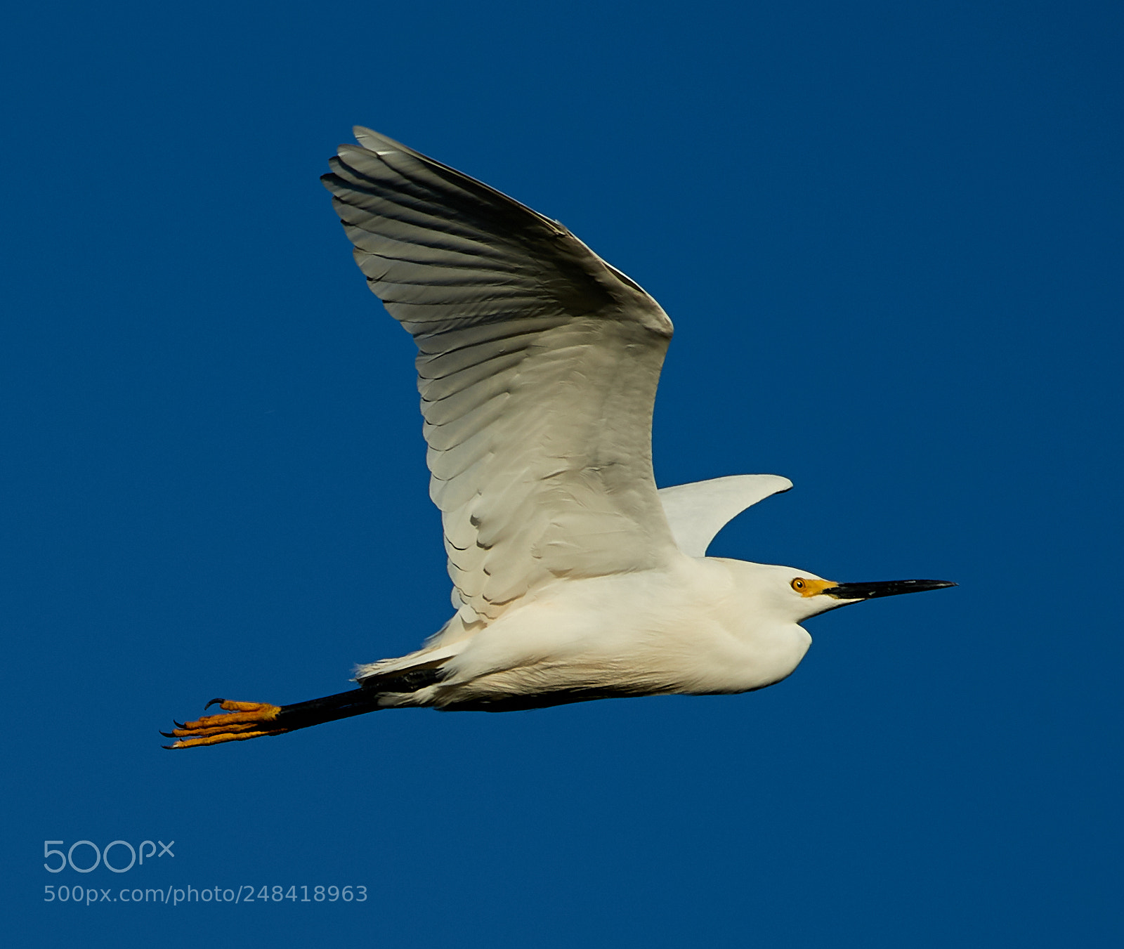 Canon EOS-1D X Mark II sample photo. 03-06-18-0006343.jpg photography