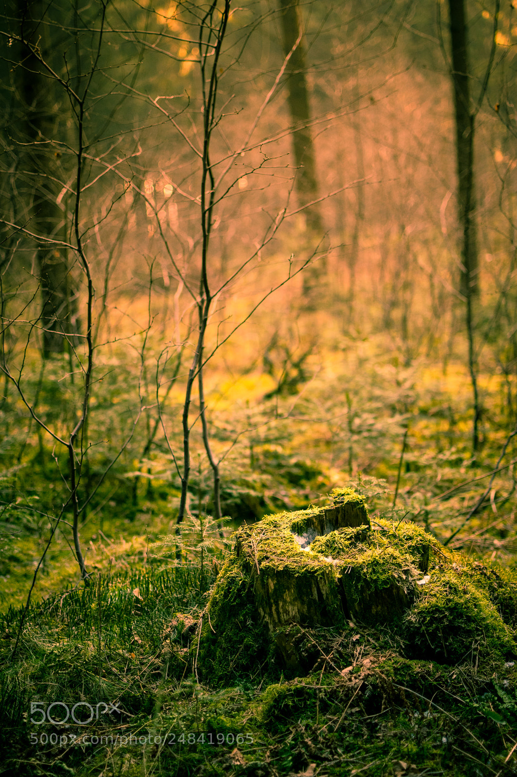 Nikon D5300 sample photo. Moss photography