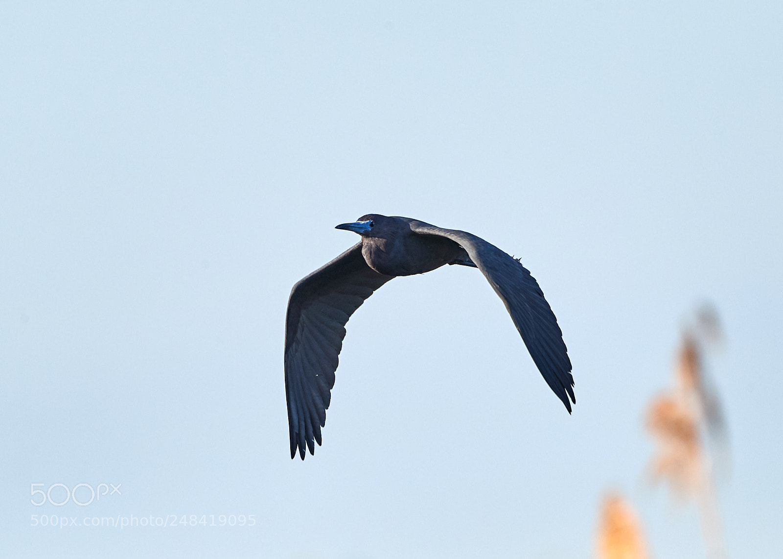 Canon EOS-1D X Mark II sample photo. 03-06-18-0006331.jpg photography