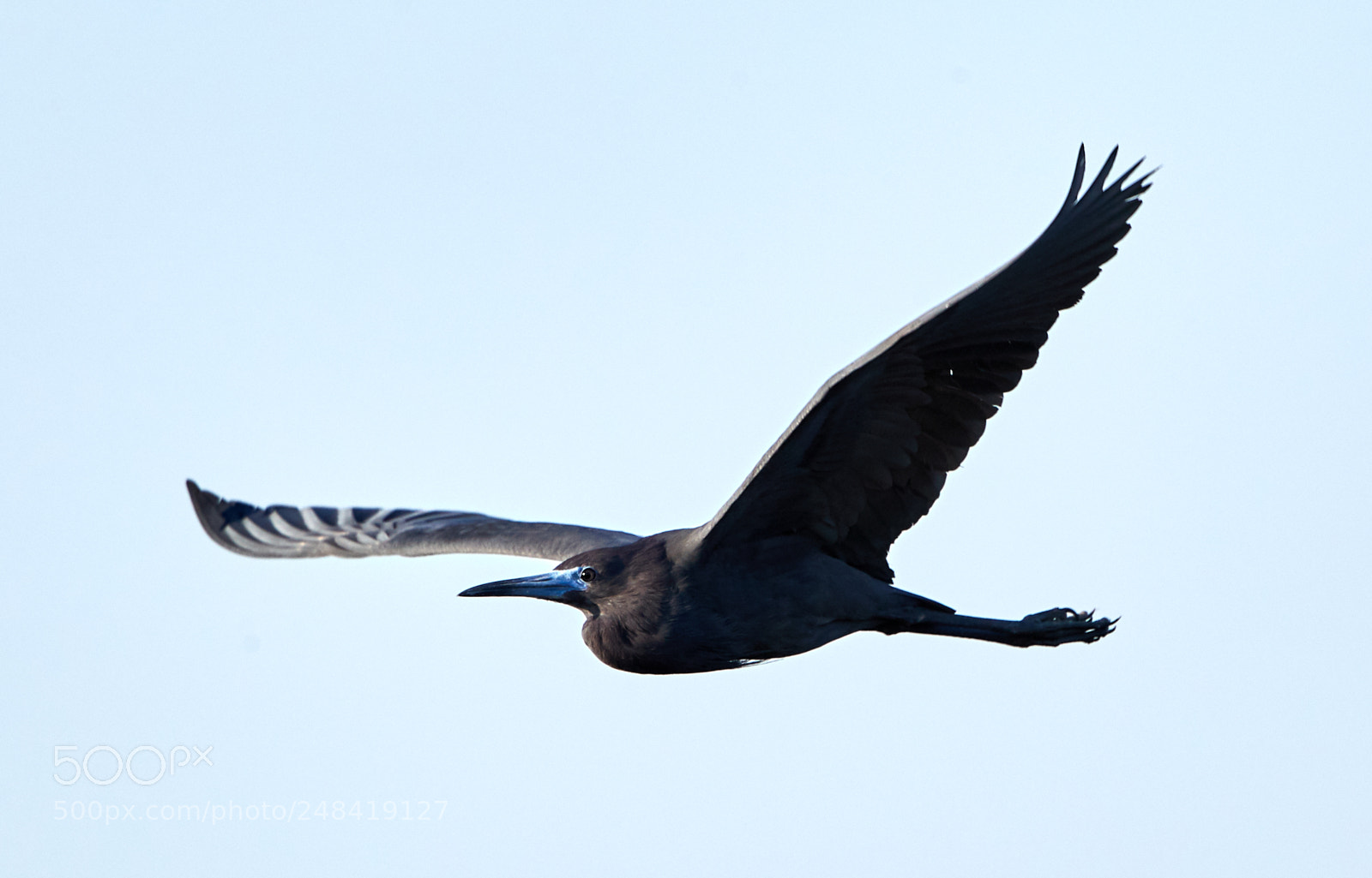 Canon EOS-1D X Mark II sample photo. 03-06-18-0006328.jpg photography