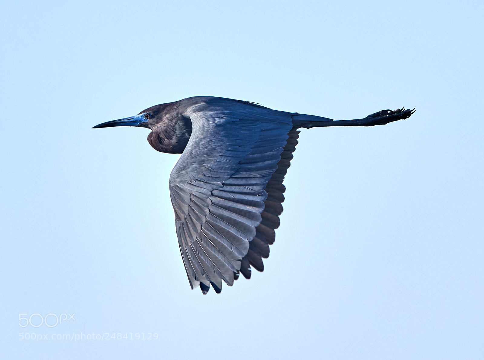 Canon EOS-1D X Mark II sample photo. 03-06-18-0006322.jpg photography