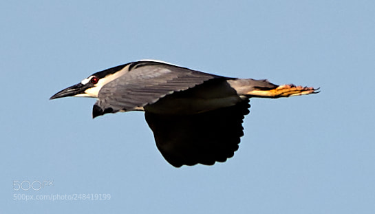 Canon EOS-1D X Mark II sample photo. 03-06-18-0006300.jpg photography