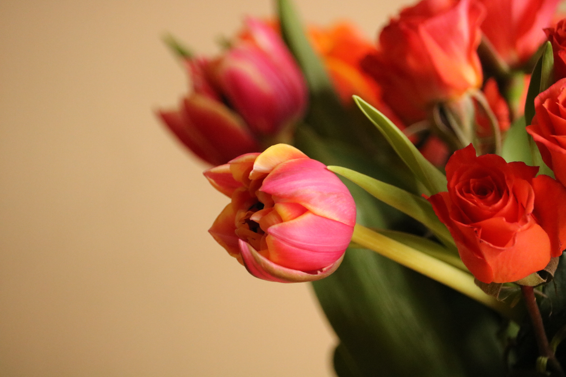 Canon EOS 750D (EOS Rebel T6i / EOS Kiss X8i) + Canon EF-S 55-250mm F4-5.6 IS STM sample photo. Tulips& roses photography