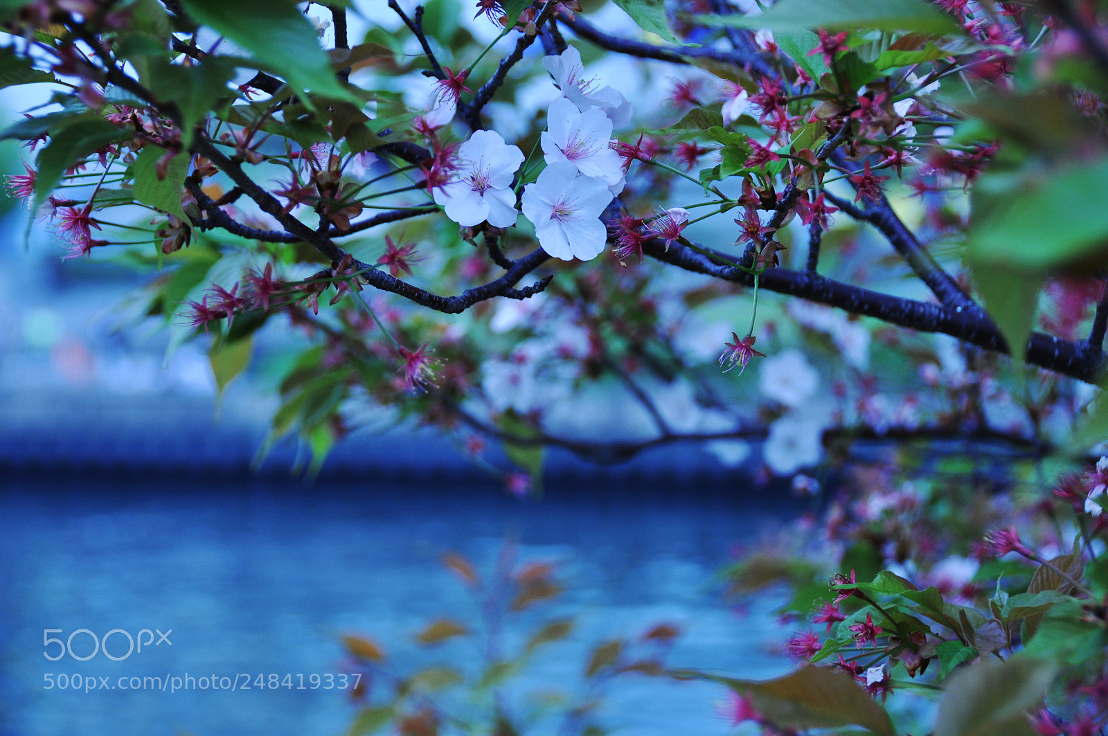 Nikon D5000 sample photo. Flowers photography