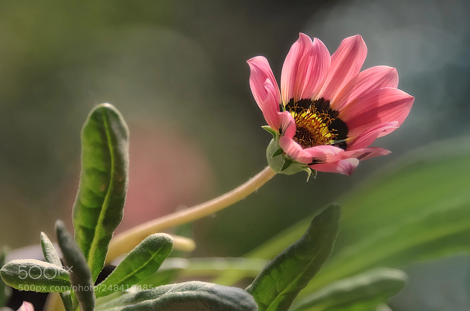 Nikon D5100 sample photo. Awakening ! photography