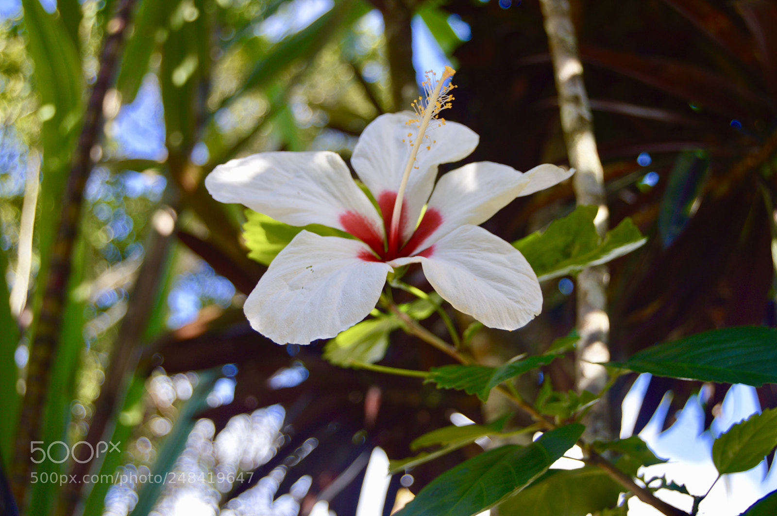 Nikon D3200 sample photo. Fullsizeoutput c photography