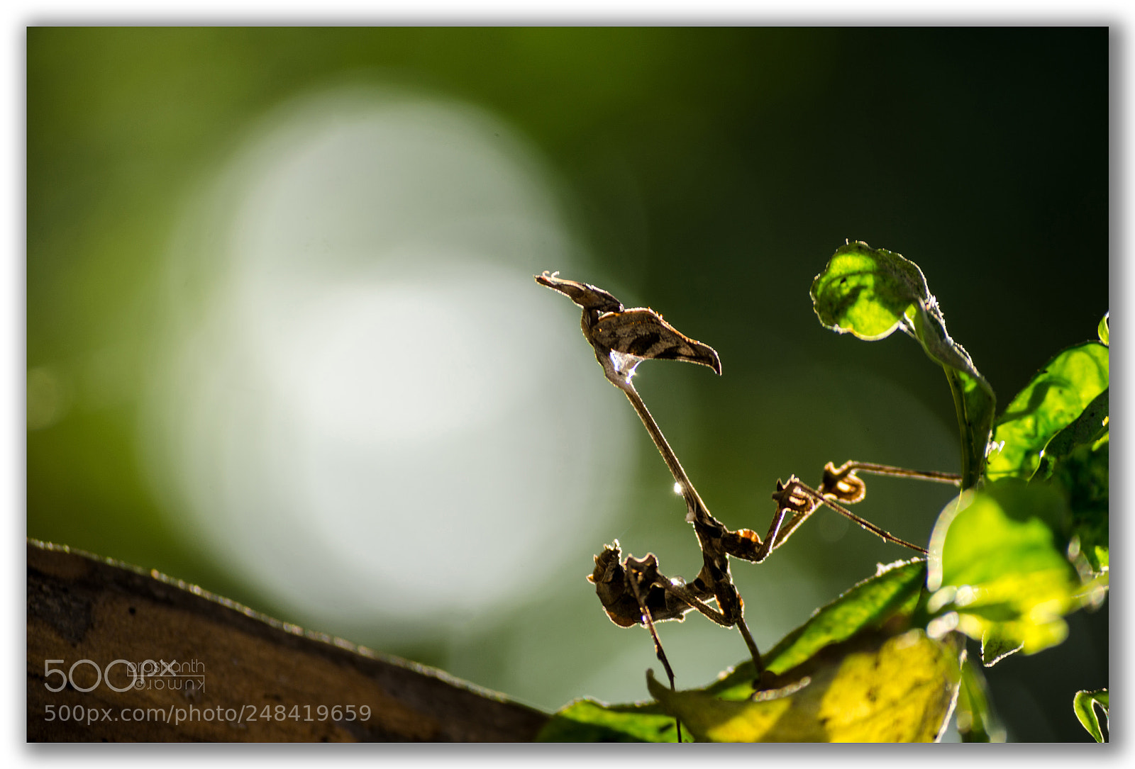 Nikon D5100 sample photo. Mantis photography