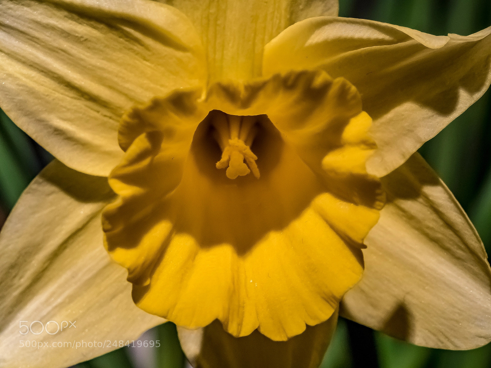 Olympus OM-D E-M5 II sample photo. Daffodil in front photography