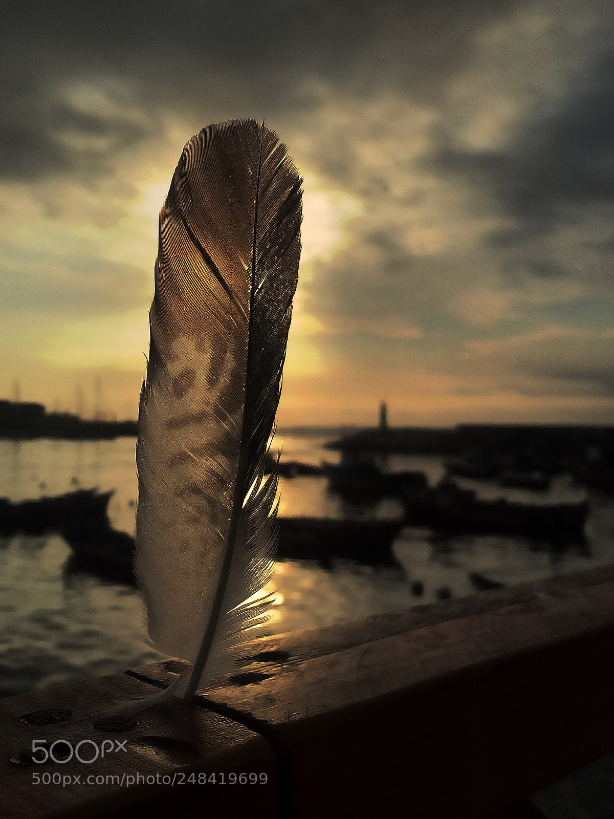 Apple iPhone 6 Plus sample photo. Feather photography