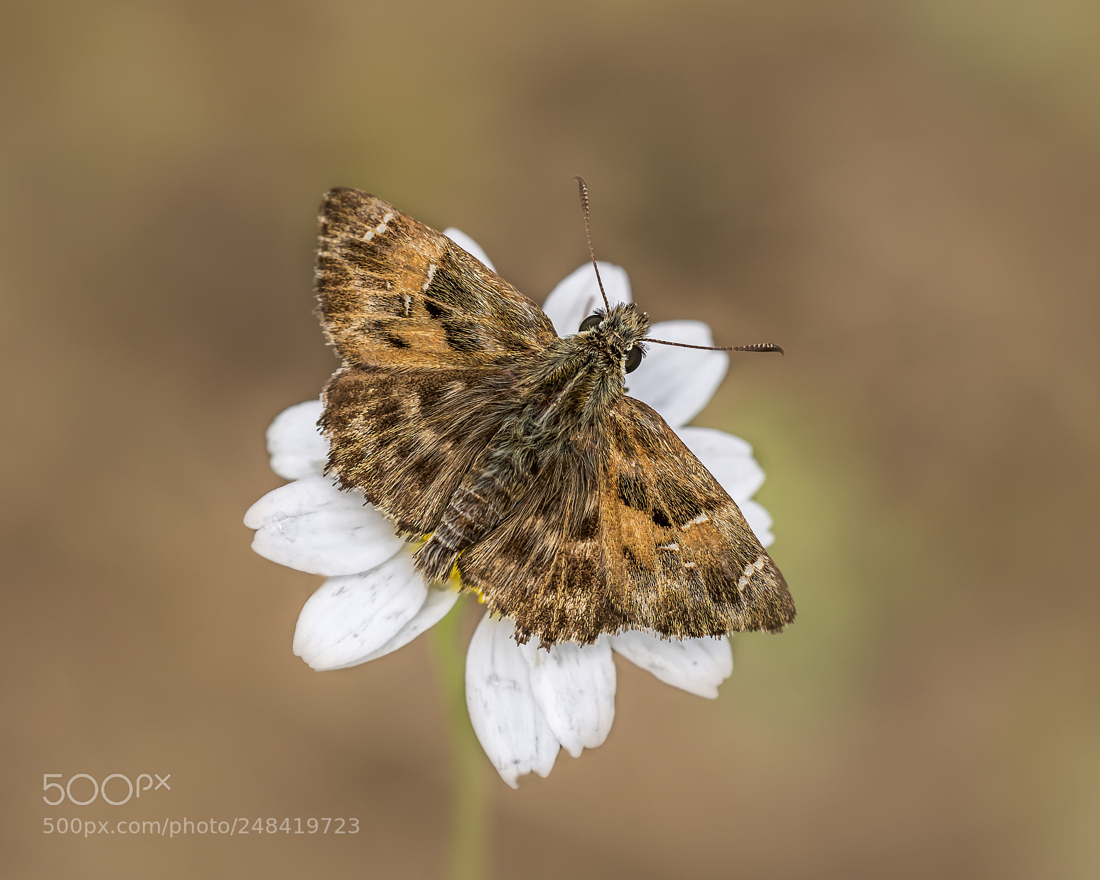 Nikon D810 sample photo. Butterfly photography