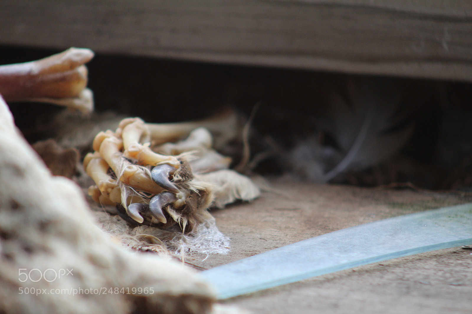Canon EF 75-300mm f/4-5.6 sample photo. Decay photography