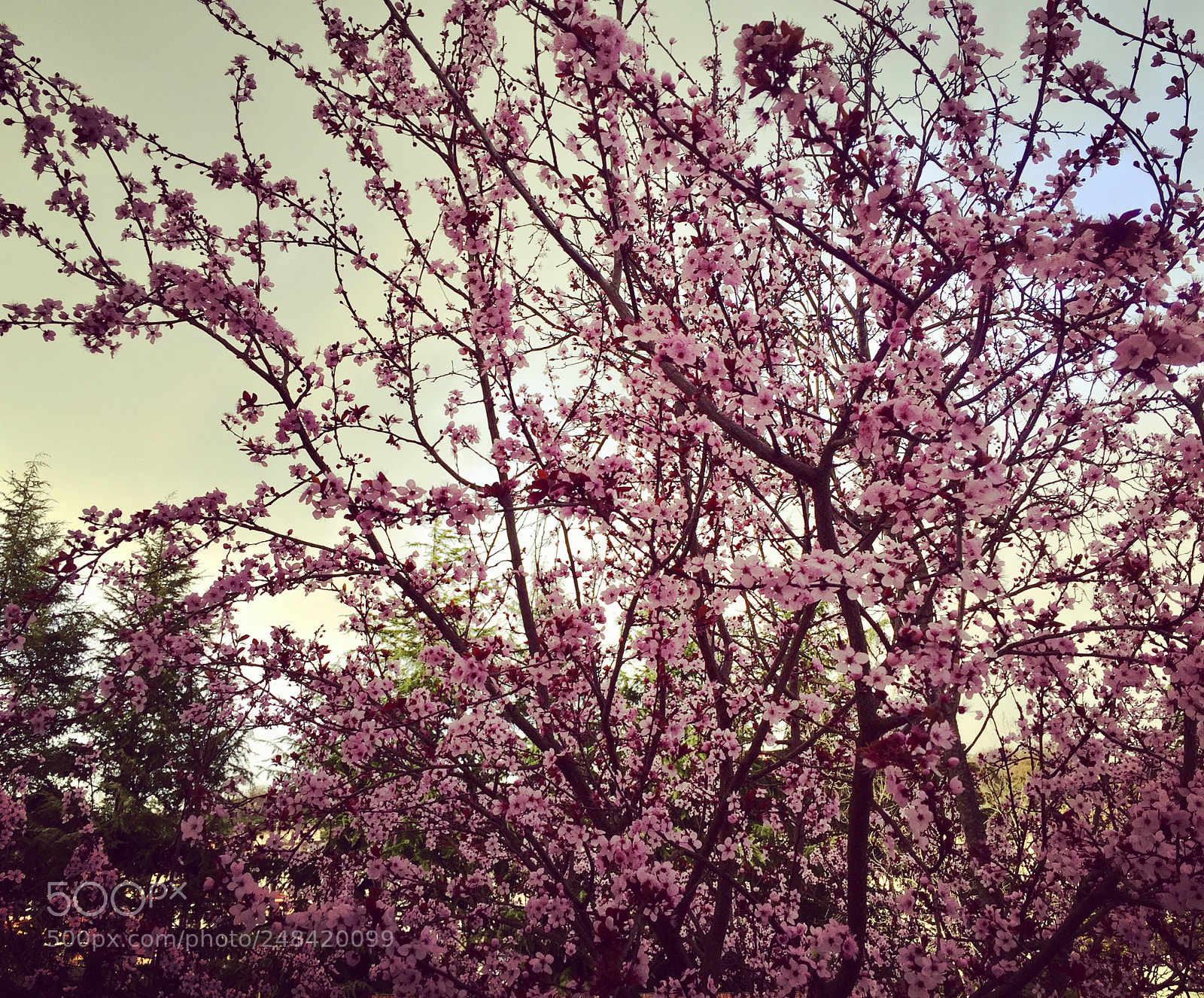 Apple iPhone 6 sample photo. Spring! photography
