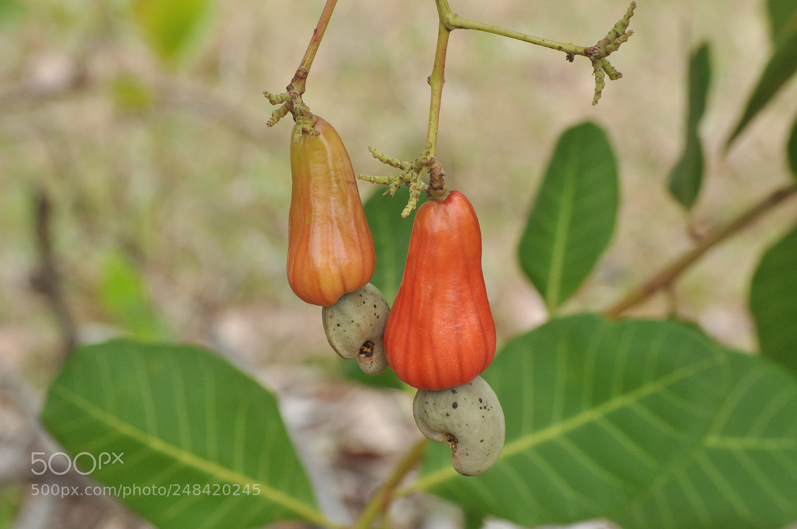 Nikon D5000 sample photo. Untitled photography