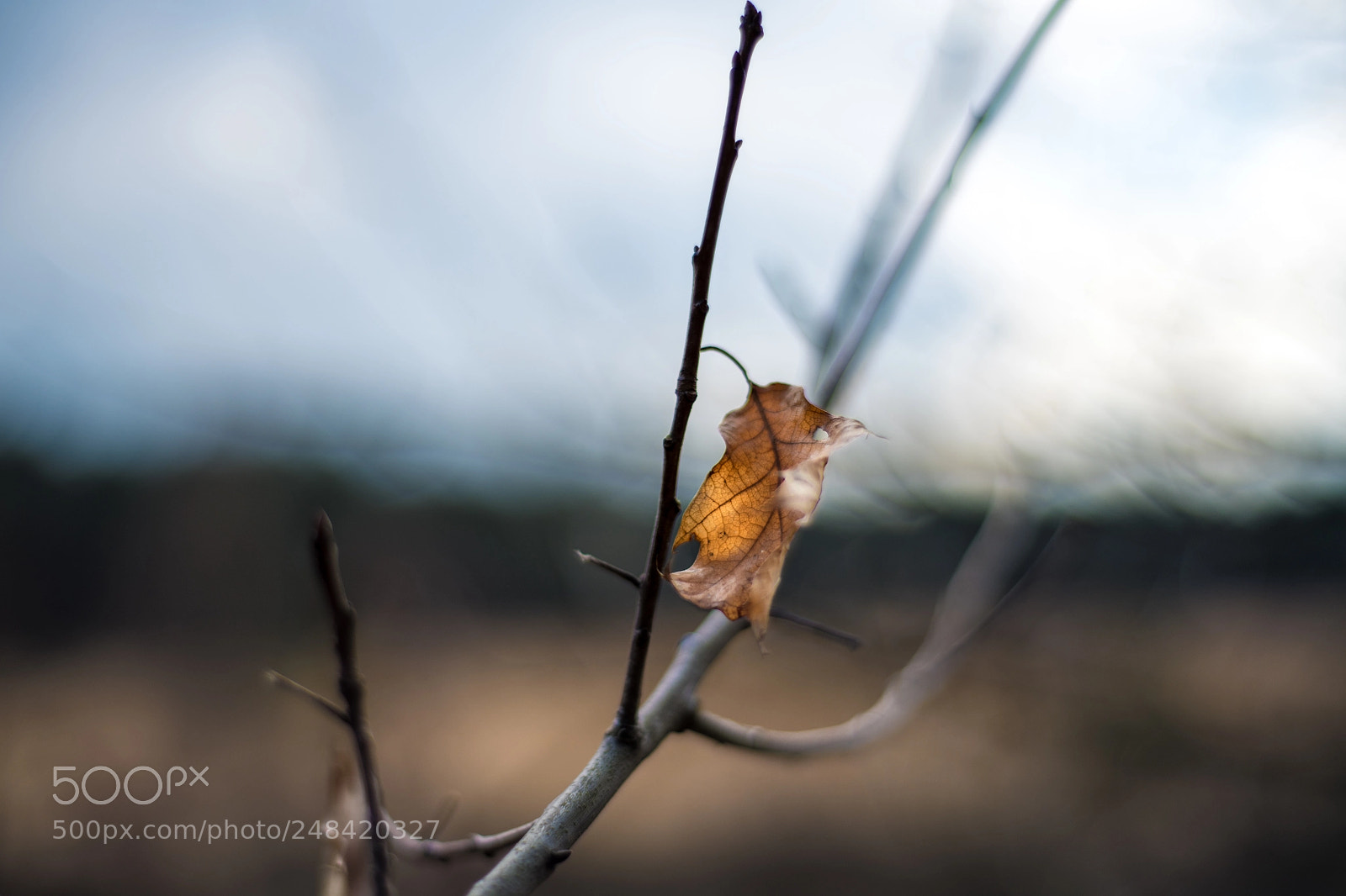 Nikon D850 sample photo. Kalmthoutse heide photography