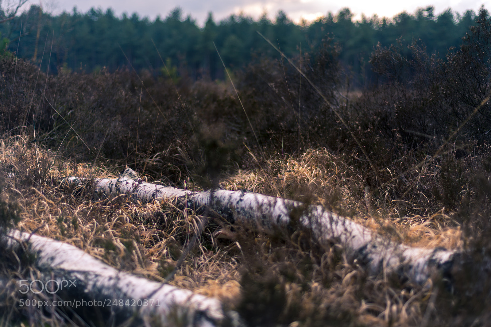 Nikon D850 sample photo. Kalmthoutse heide photography