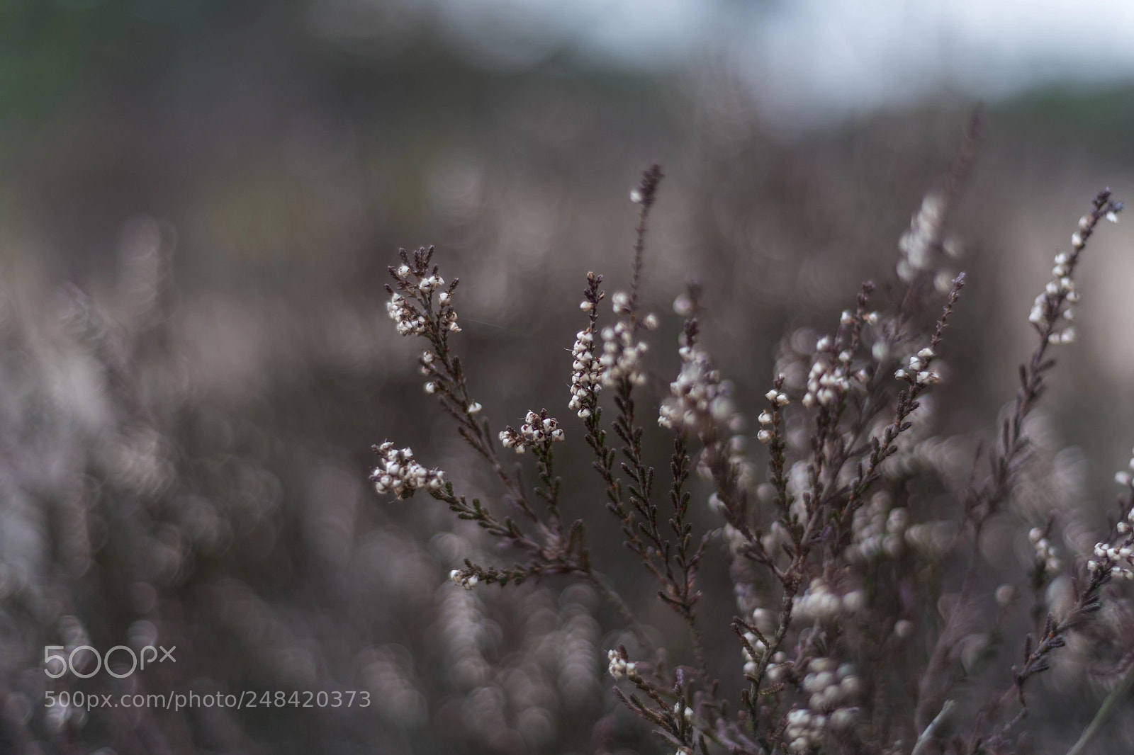 Nikon D850 sample photo. Kalmthoutse heide photography