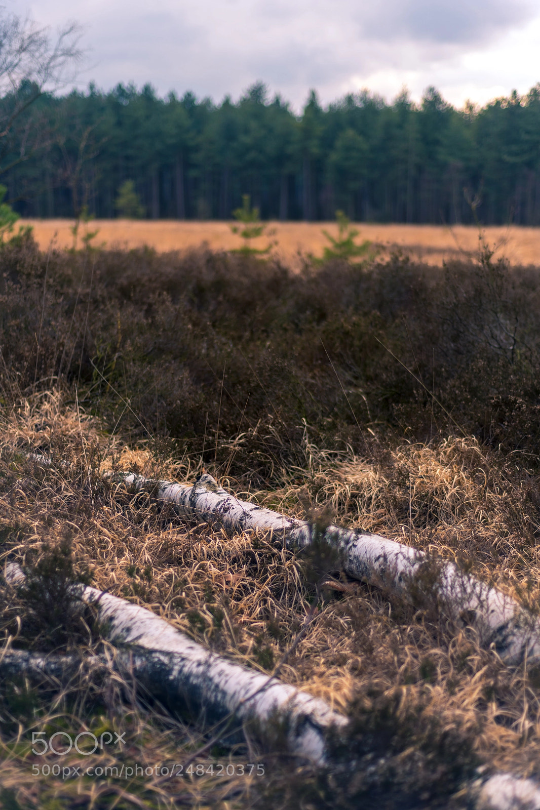 Nikon D850 sample photo. Kalmthoutse heide photography