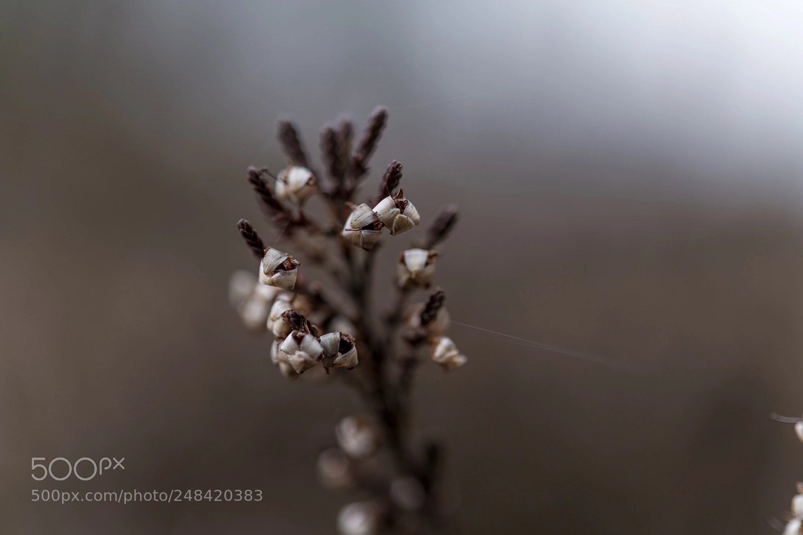 Nikon D850 sample photo. Kalmthoutse heide photography