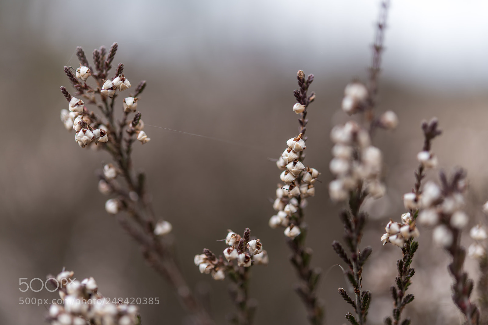 Nikon D850 sample photo. Kalmthoutse heide photography