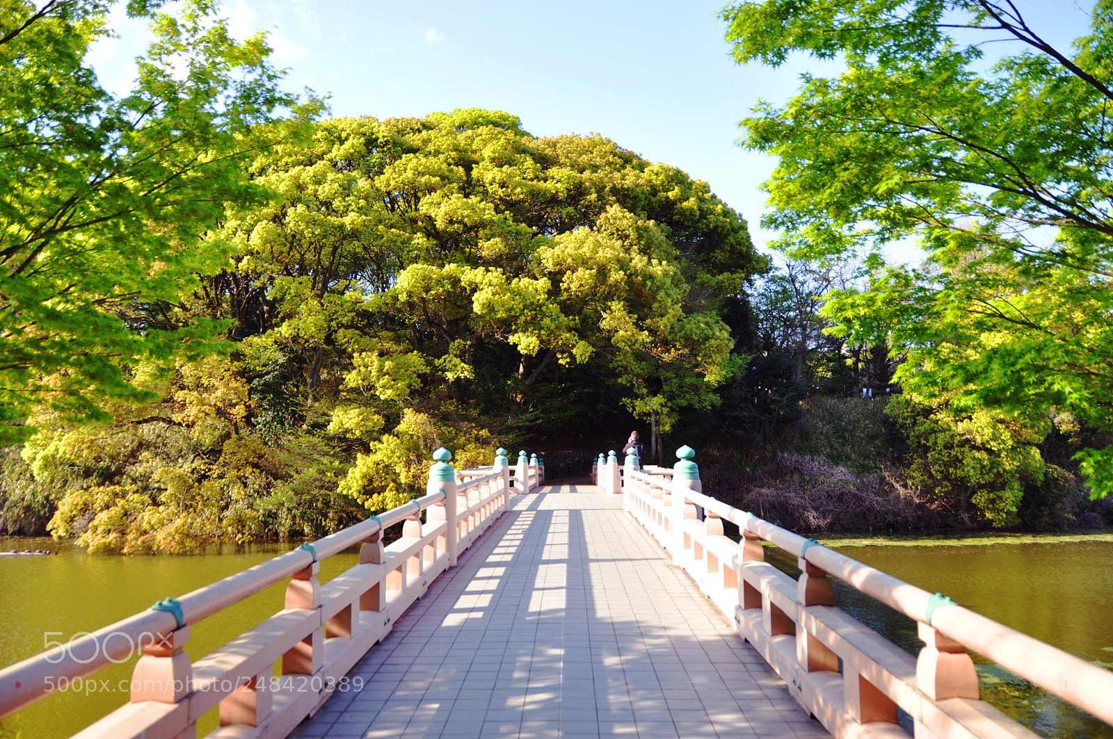Nikon D5000 sample photo. Forest bridge photography