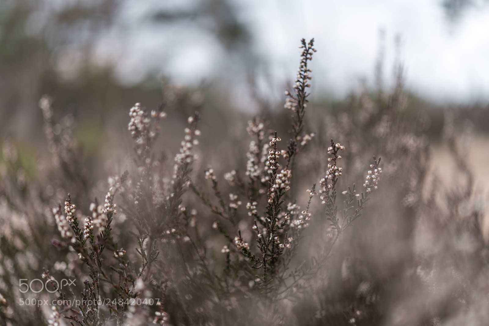 Nikon D850 sample photo. Kalmthoutse heide photography