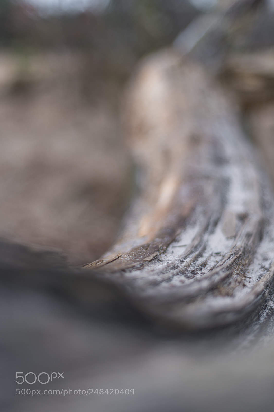 Nikon D850 sample photo. Kalmthoutse heide photography