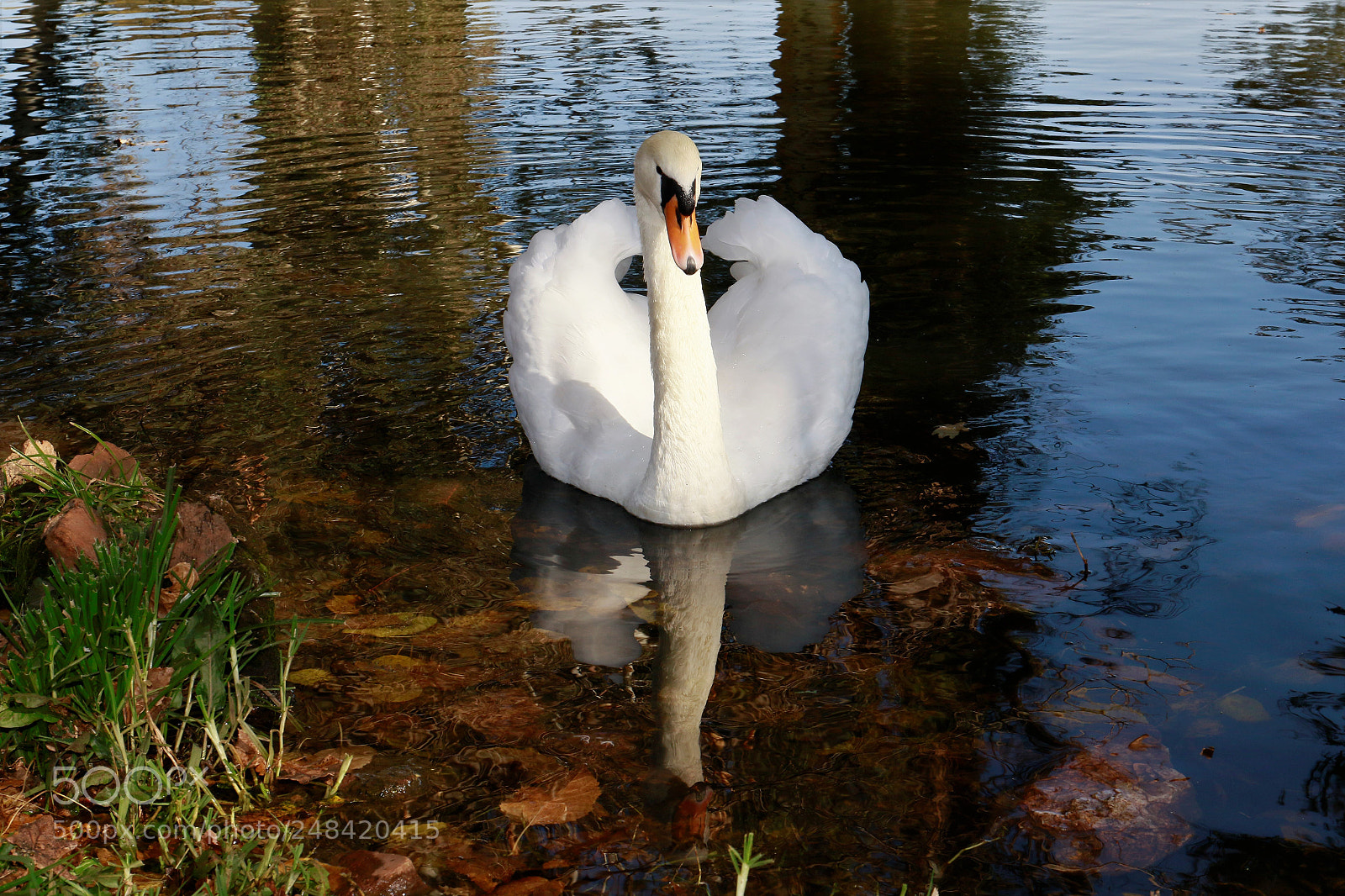 Canon EOS 7D Mark II sample photo. Graceful swan photography