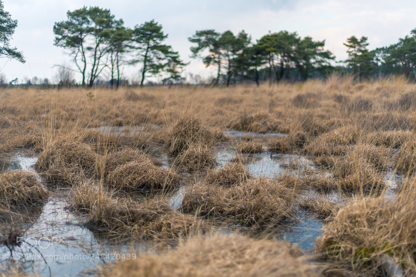 Nikon D850 sample photo. Kalmthoutse heide photography