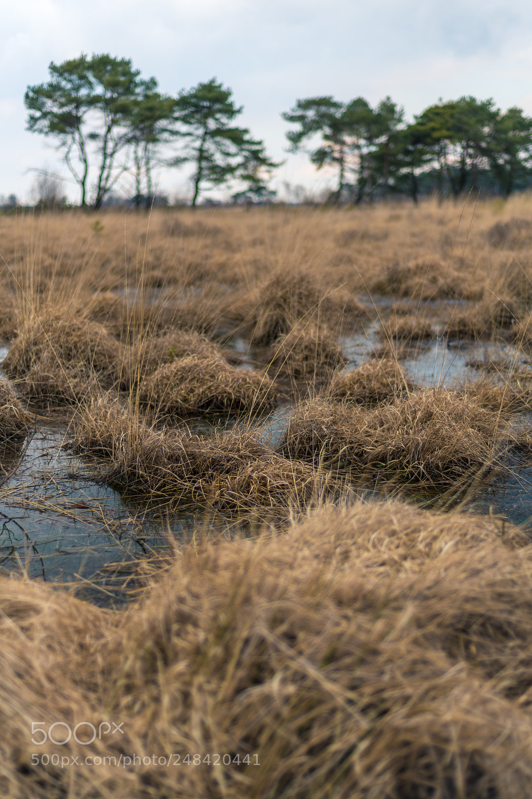 Nikon D850 sample photo. Kalmthoutse heide photography