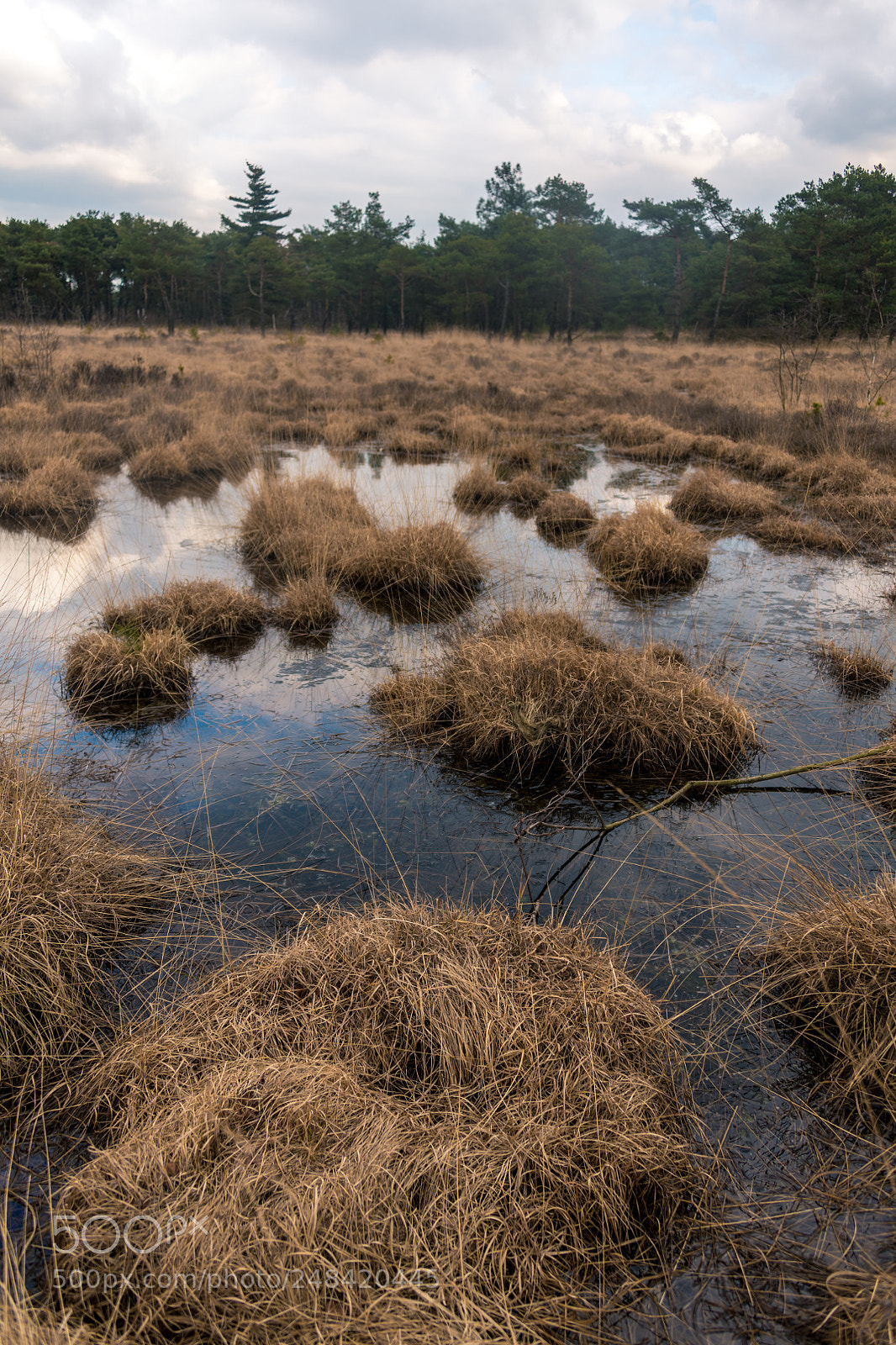 Nikon D850 sample photo. Kalmthoutse heide photography