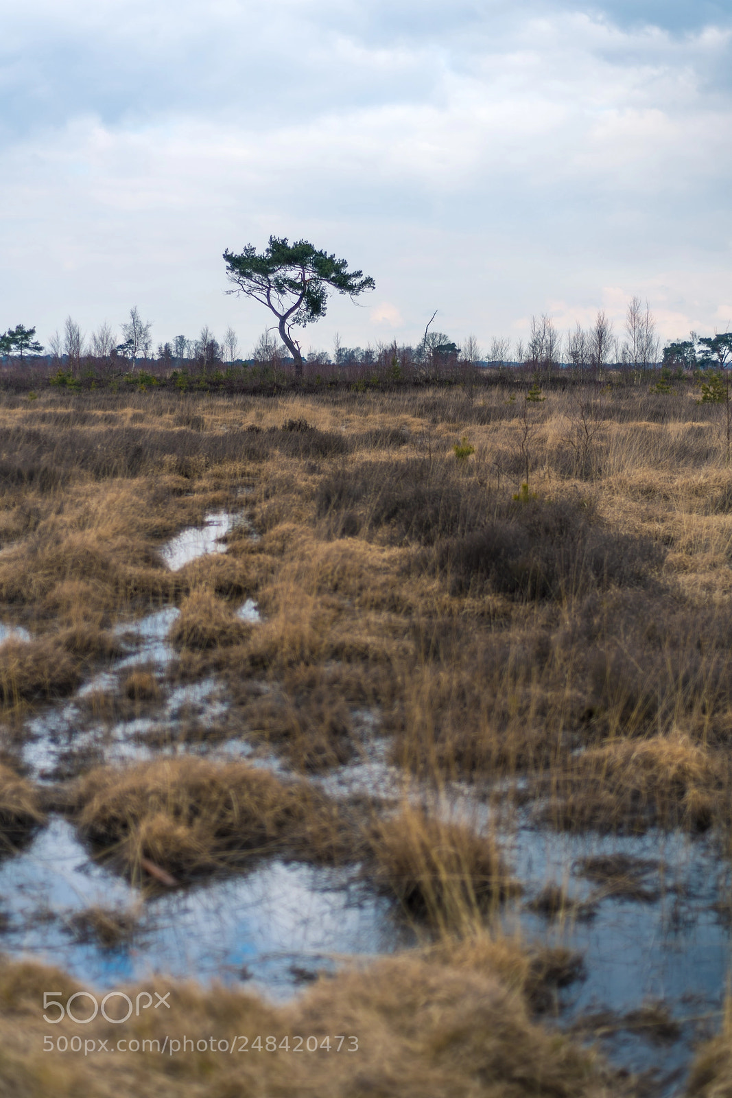 Nikon D850 sample photo. Kalmthoutse heide photography
