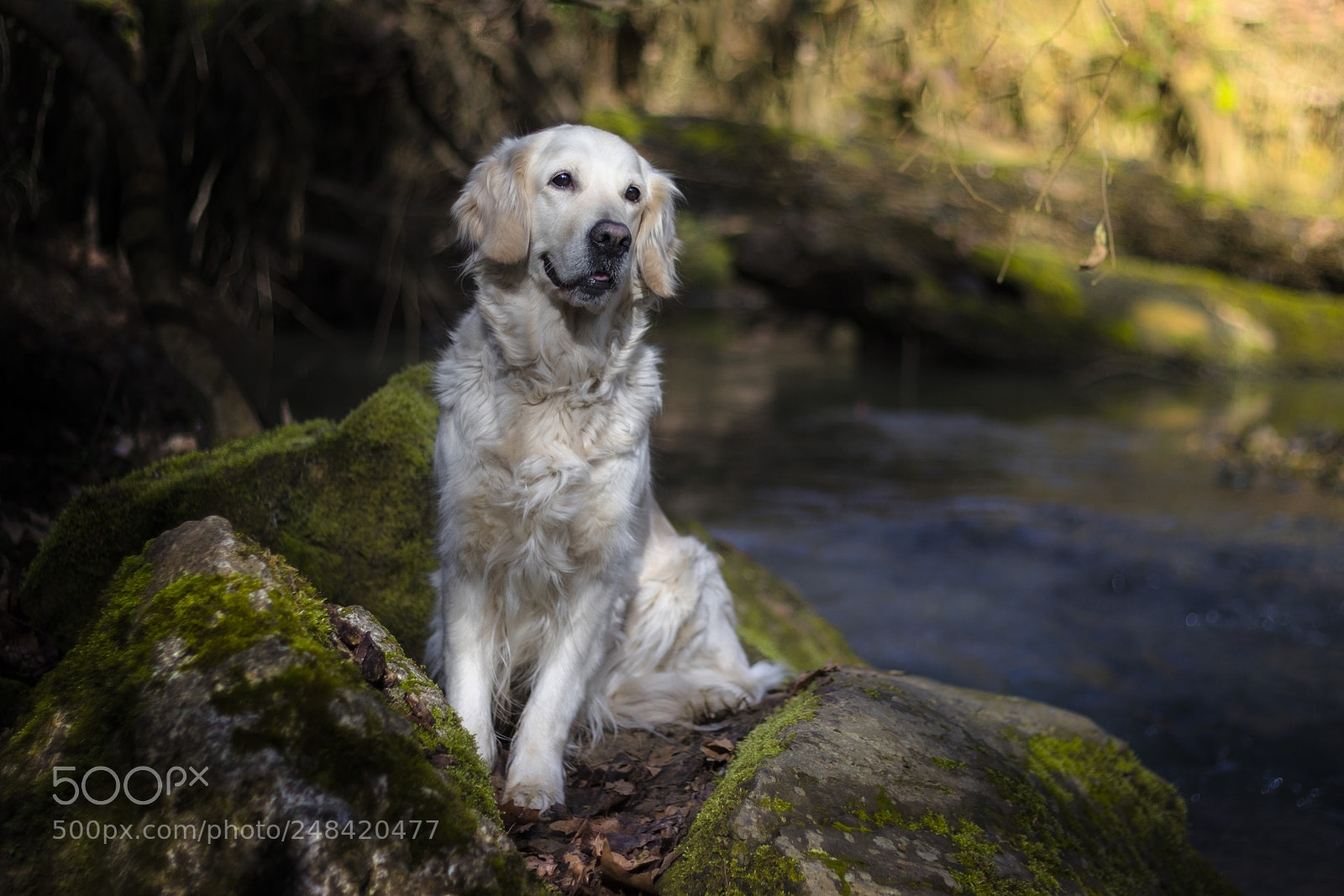 Canon EOS 80D sample photo. Golden retriever photography