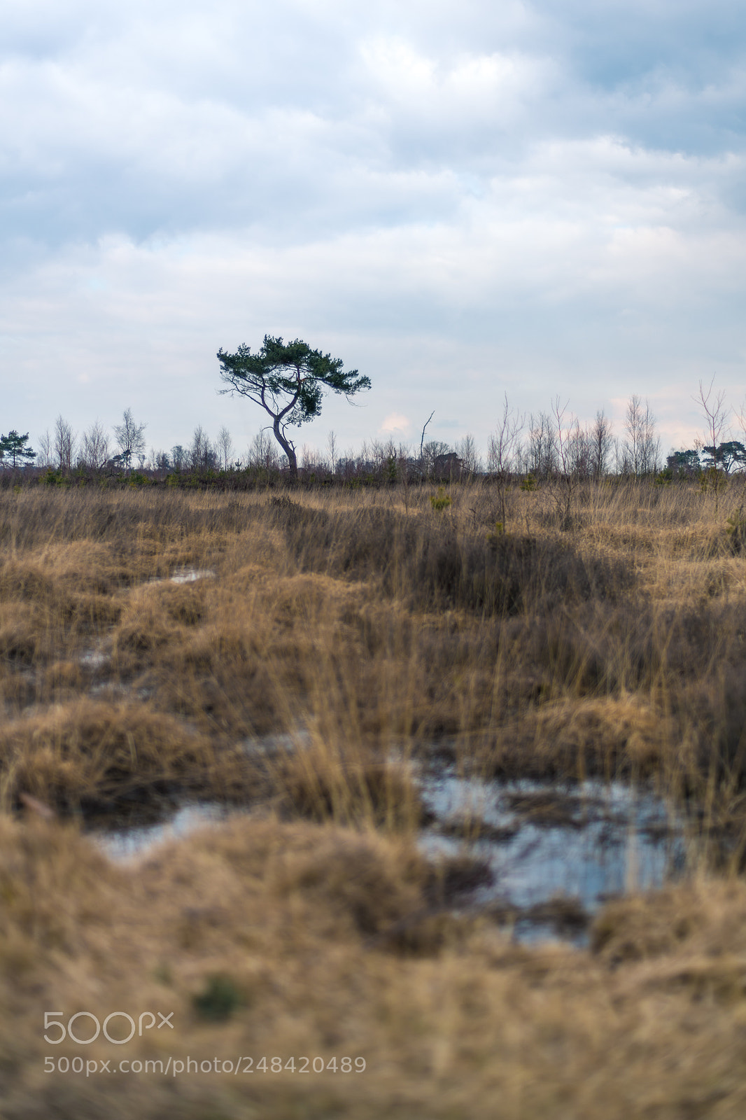 Nikon D850 sample photo. Kalmthoutse heide photography