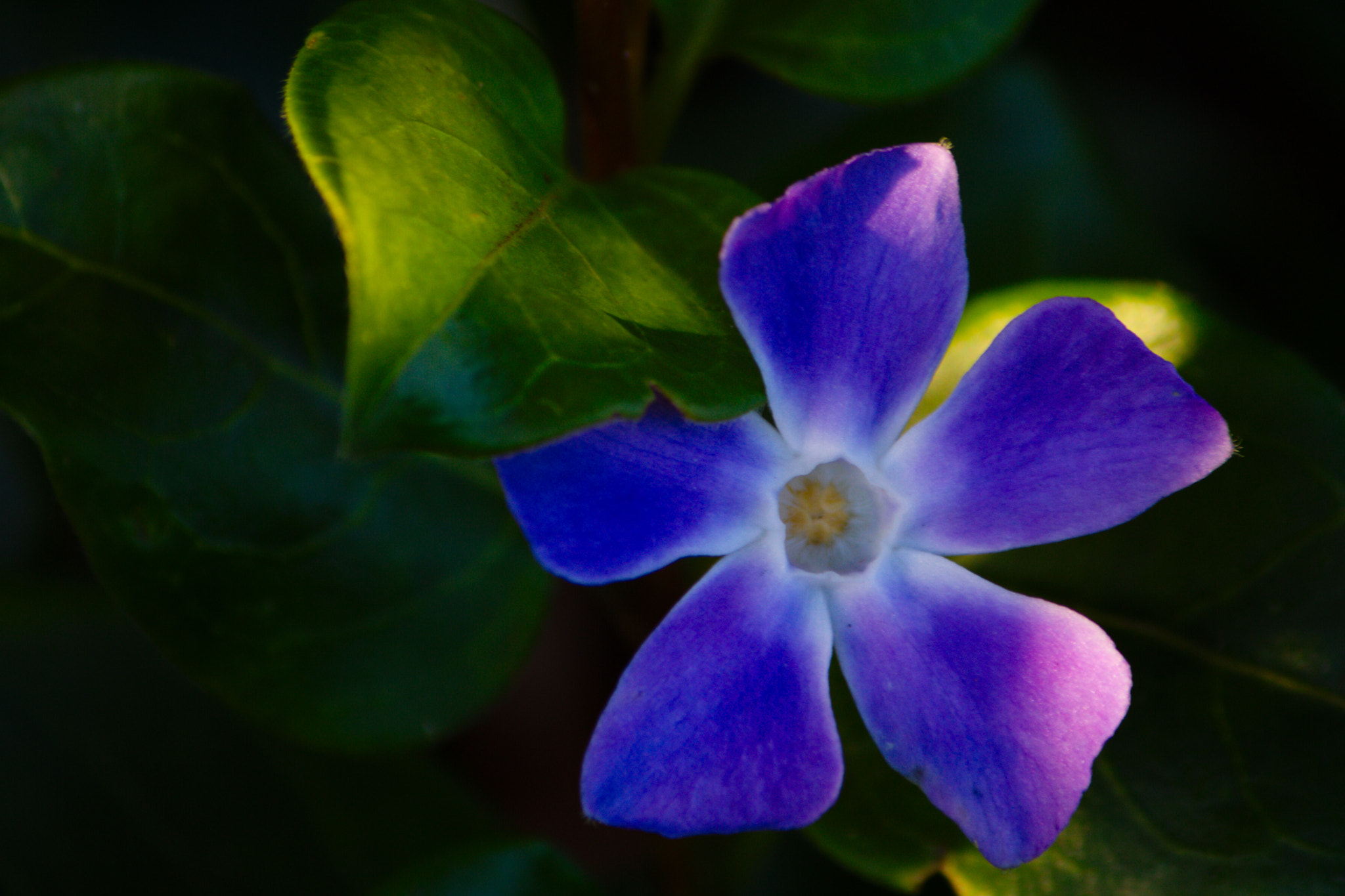 Canon EF-S 55-250mm F4-5.6 IS II sample photo. ... photography