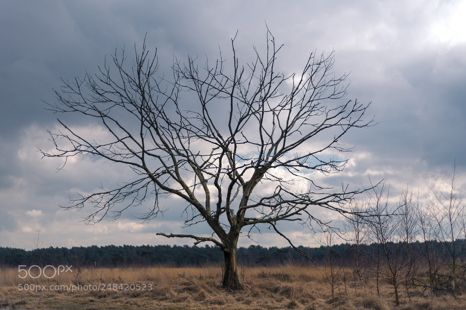 Nikon D850 sample photo. Kalmthoutse heide photography
