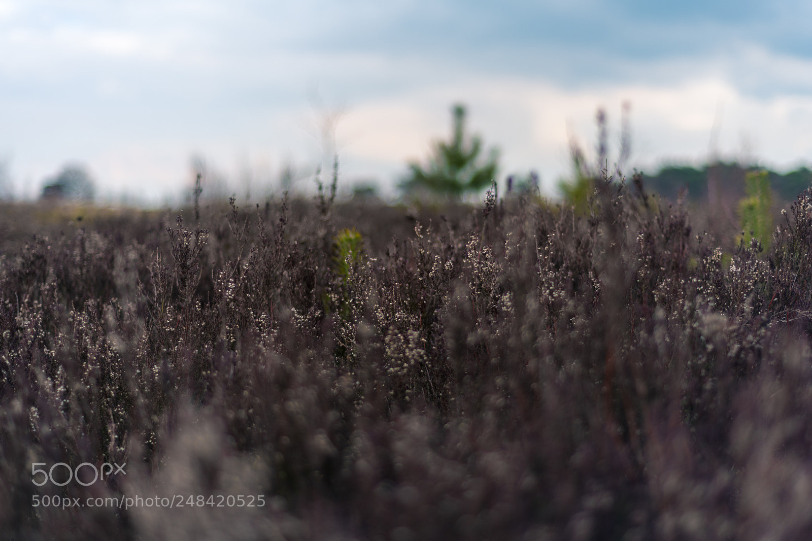 Nikon D850 sample photo. Kalmthoutse heide photography