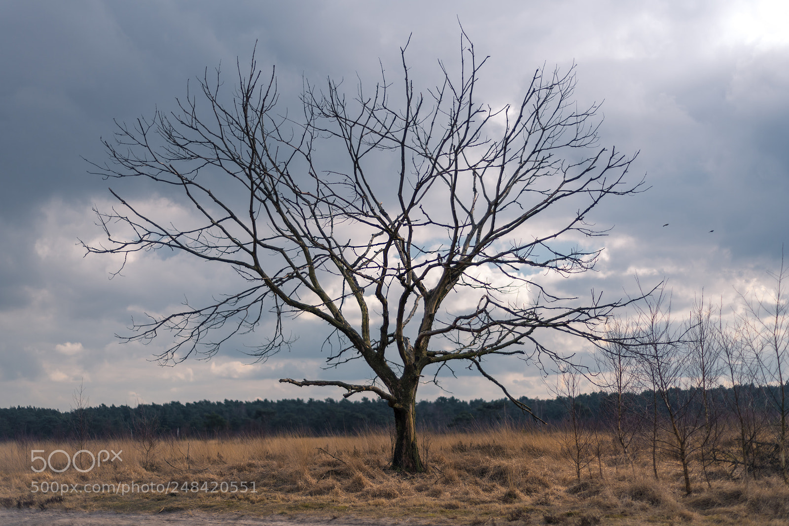 Nikon D850 sample photo. Kalmthoutse heide photography