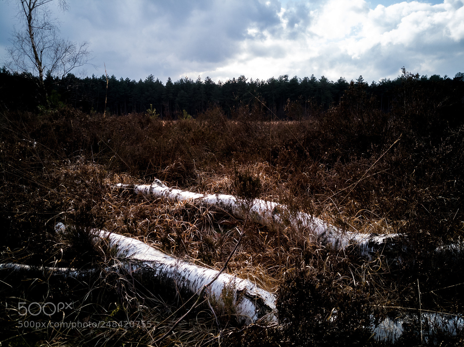 HUAWEI Mate 10 Pro sample photo. Kalmthoutse heide photography
