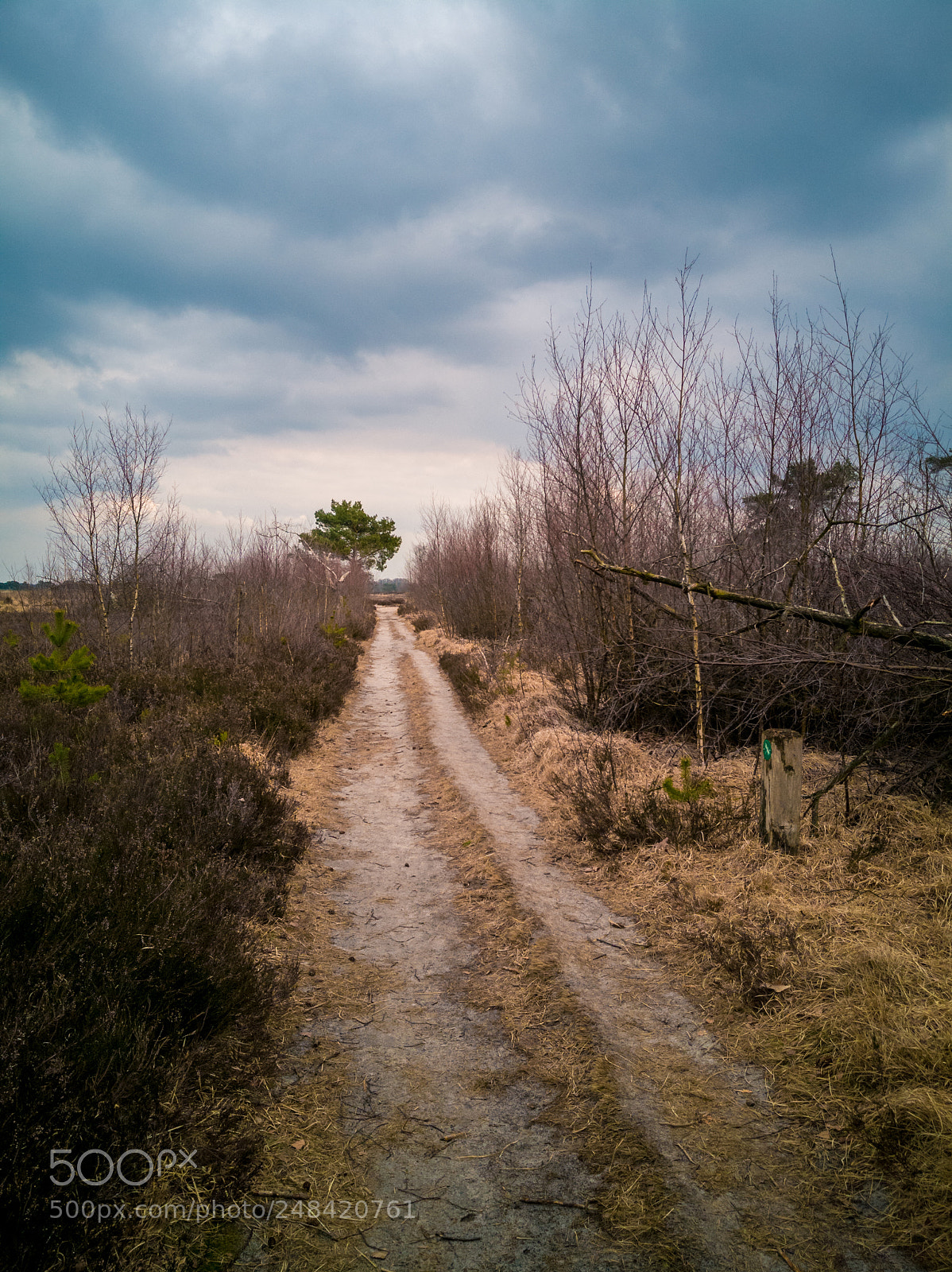 HUAWEI Mate 10 Pro sample photo. Kalmthoutse heide photography