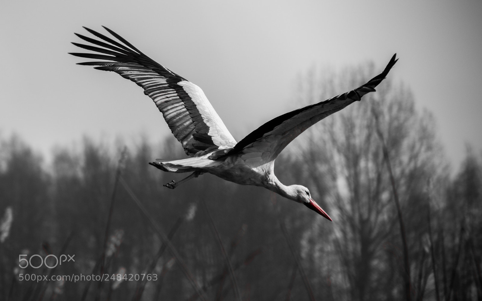 Nikon D5500 sample photo. Wild photography
