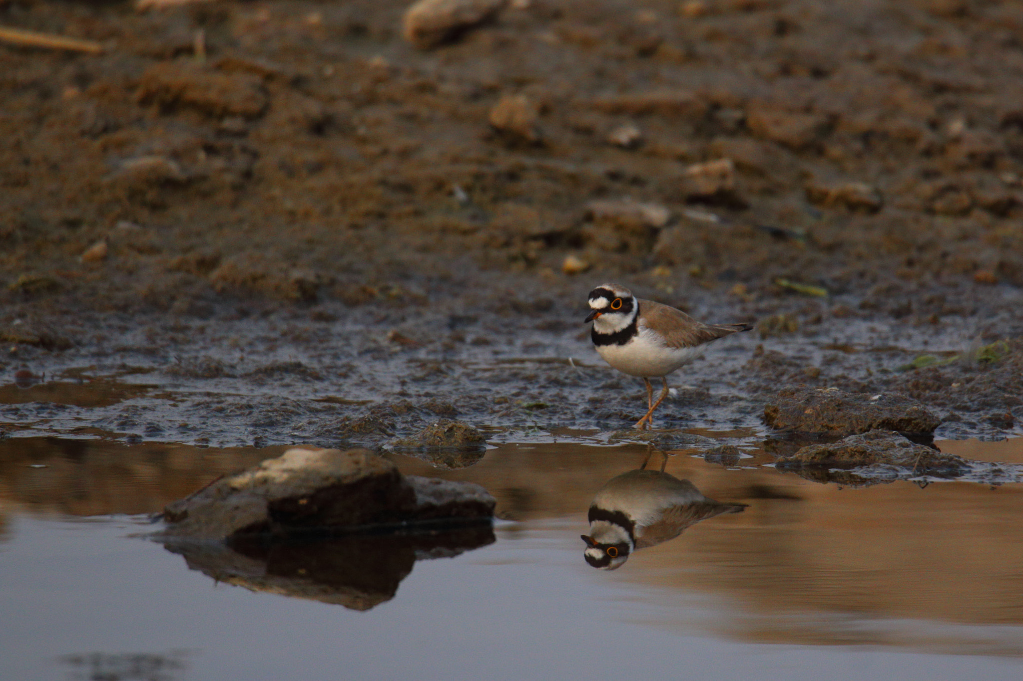 Canon EOS 70D + Canon EF 100-400mm F4.5-5.6L IS II USM sample photo. Little ringed plover photography