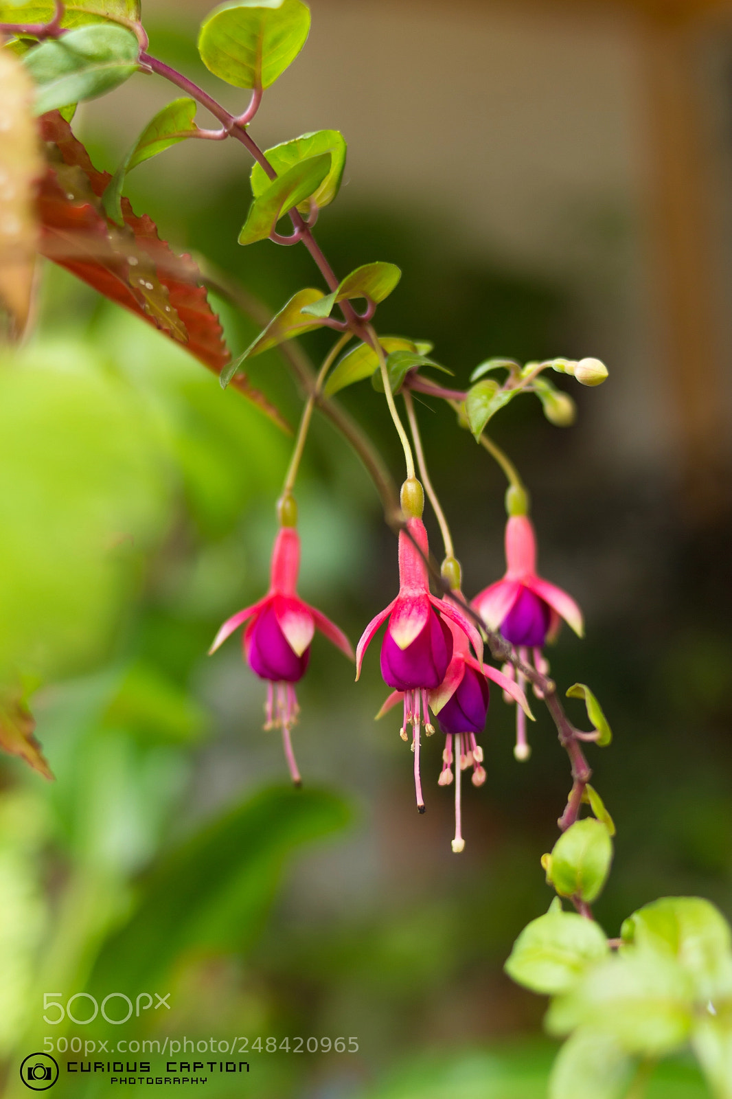 Canon EOS 700D (EOS Rebel T5i / EOS Kiss X7i) sample photo. Fushia photography