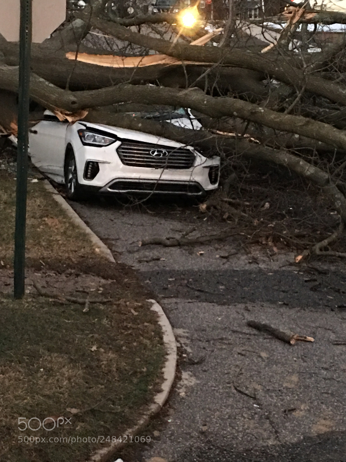 Apple iPhone 6s Plus sample photo. Tree-crossed photography