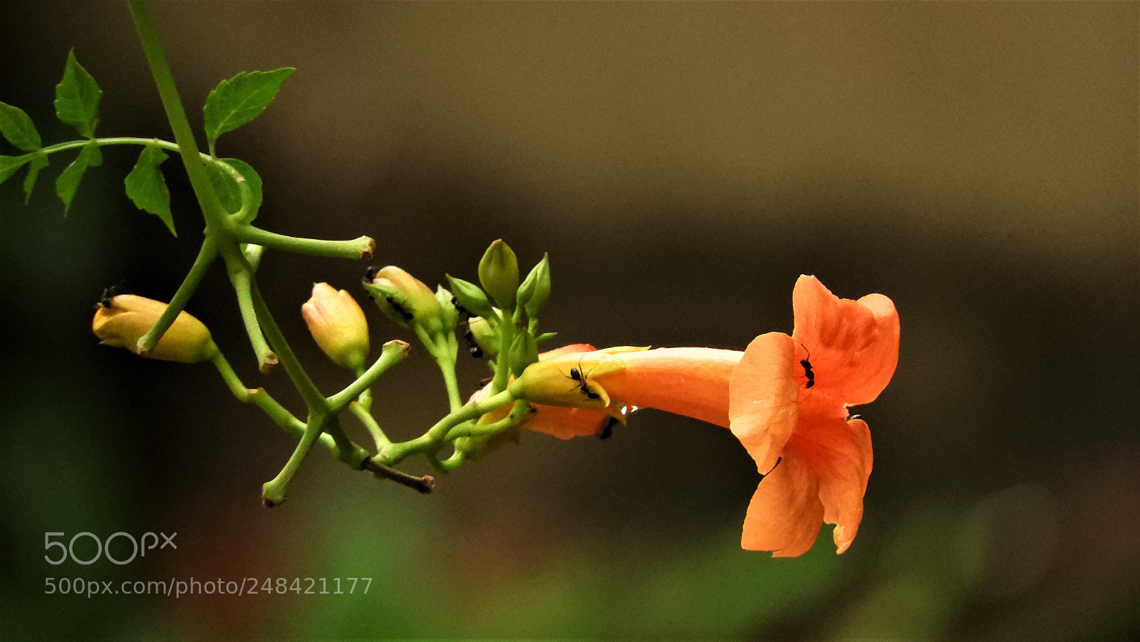 Nikon Coolpix B700 sample photo. Trumpet flower photography