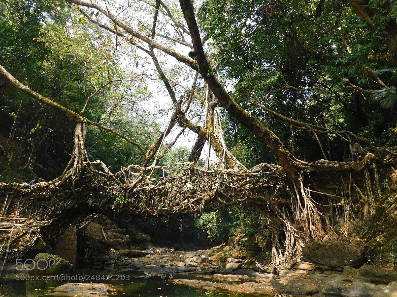 Nikon Coolpix B500 sample photo. Living root bridge mawlynnong photography
