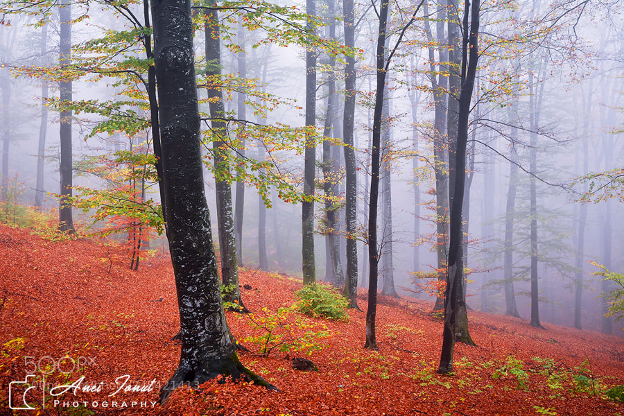 Nikon D7100 sample photo. Memories from fall photography